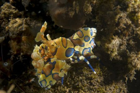 Harlequin Shrimp, Seraya Bali by Andy Lerner 