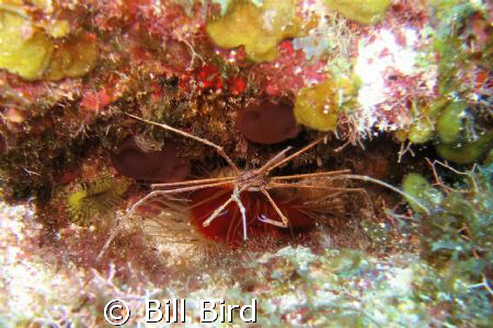 Taken with Canon S70 (7 megapixil) and built in flash. by Bill Bird 