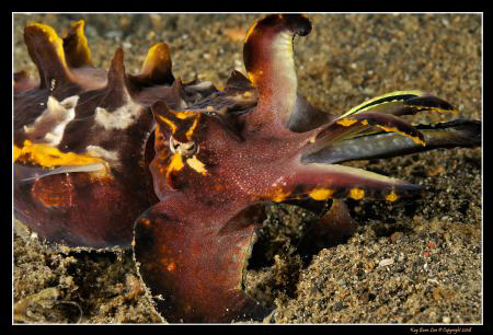 Flamboyant Cuttlefish
D300, 60mm AF-S Macro by Kay Burn Lim 