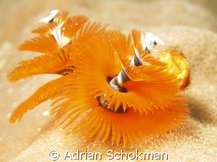 We Wish U a Merry Christmas & a Happy Excellent Ney Year ... by Adrian Schokman 