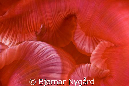 Close-up of a sea-anemone, Urticina eques, mouth. Canon E... by Bjørnar Nygård 