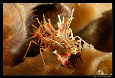 Tiger Shrimp. 
D300, 60mm FA-S Macro by Kay Burn Lim 