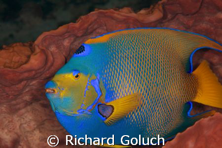 Queen Angel inside a barrel sponge-Cozumel-Canon 5D 100 m... by Richard Goluch 