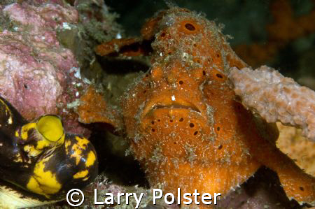 Nice orange frog, D300, 105VR by Larry Polster 