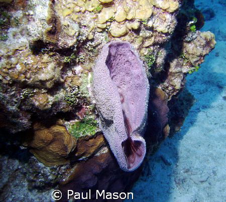 BARREL CORAL WITH SPIDER STARFISH by Paul Mason 