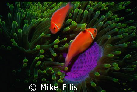 Pink Skunk clown Fish / Fujikawa Maru, Truk Lagoon, FSM
... by Mike Ellis 