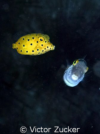 Psss, did you see that crazy diver? by Victor Zucker 
