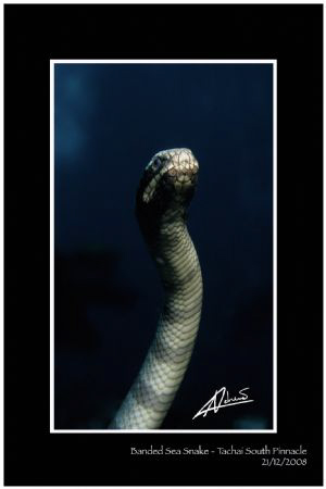 Just after I spotted the snake and I was approaching, it ... by Adriano Trapani 