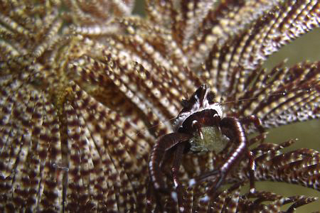 Guarding the eggs. Casio exilim by Andrew Macleod 