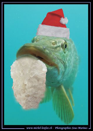 "HO HO HO.... Merry Christmas..." Incredible encounter wi... by Michel Lonfat 