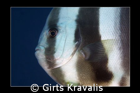 Maldivian Batfish by Girts Kravalis 