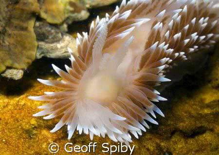 a silver nudi by Geoff Spiby 