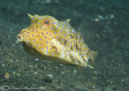Thorn-back cowfish. Lembeh straits. D200, 60mm. by Derek Haslam 
