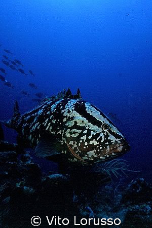 Fishs by Vito Lorusso 