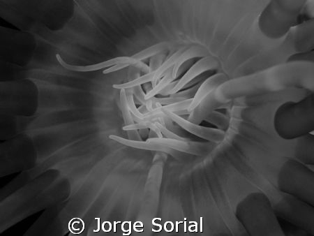 Anemone in the temperate waters of the Canary Islands. by Jorge Sorial 