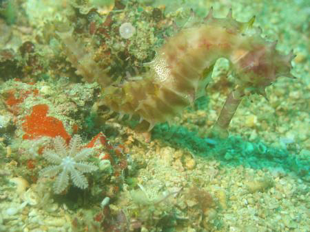 Taken at Puerto Galera, Philippines by Dennis Siau 