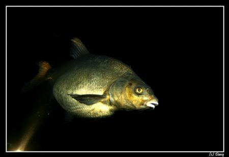 Pre-Christmas dive; encounter with this "fat" bream (abra... by Daniel Strub 