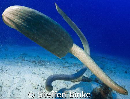 Seasnakes by Steffen Binke 