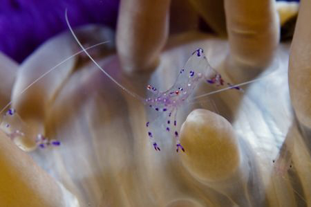 Anemone shrimp by Andy Lerner 