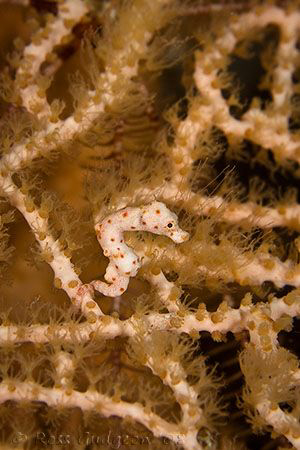 Hippocampus denise.  Wakatobi, SE Sulawesi.  Canon 40D, C... by Ross Gudgeon 