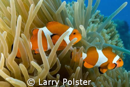 Nemo 2, Bohol, Philippines, D300-Sigma 14mm by Larry Polster 