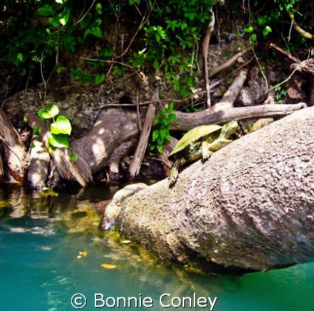 Kayak trip down the Guadalupe River Sept 2008.  Photo tak... by Bonnie Conley 