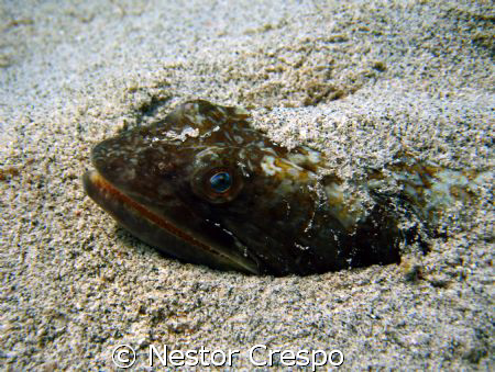 Sand Diver @ Culebra PR by Nestor Crespo 