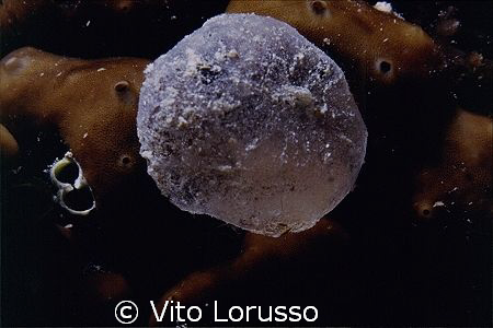 Egg ? by Vito Lorusso 