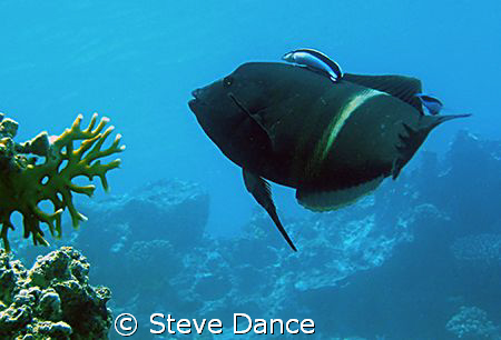 Clown Wrasse (Clown Coris) at a cleaning station. Taken a... by Steve Dance 