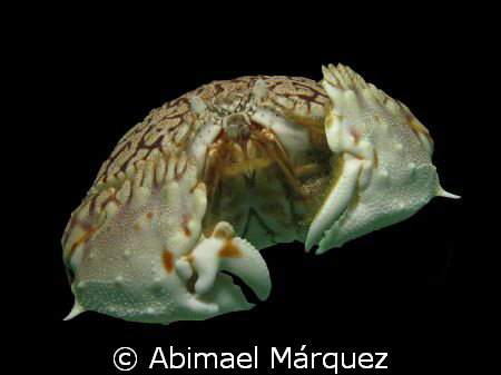 Flame Box Crab Crash Boat, Aguadilla, P.R. by Abimael Márquez 