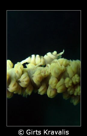 Shrimp by Girts Kravalis 