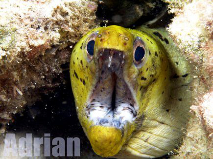 Close up of the Green head Morray with White body.. Taken... by Adrian Schokman 