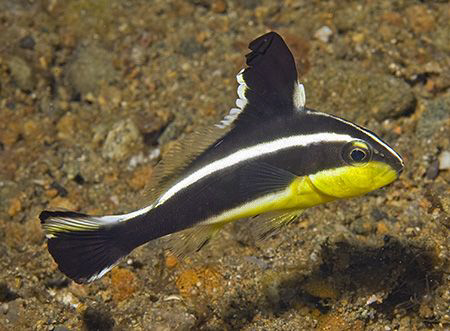 Juvenile Silver Sweetlips (Diagramma pictum) in Anilao. T... by Jim Chambers 