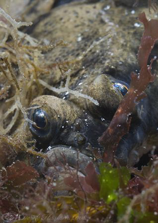 Plaice. Connemara. D200, 60mm. by Derek Haslam 