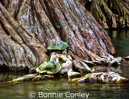 Kayak trip down the Guadalupe River at Canyon Lake Texas.... by Bonnie Conley 