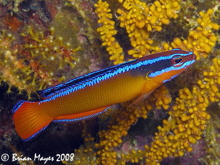 Arabian Bluestriped Dottyback (Pseudochromis aldabraensis... by Brian Mayes 