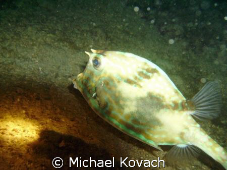 Picture of Cow fish taken at night on the Inside Reef at ... by Michael Kovach 