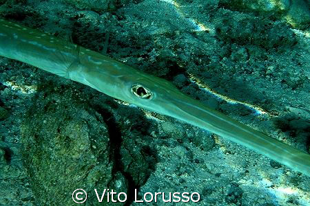 Fishs by Vito Lorusso 