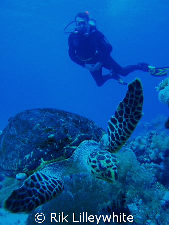Turtle came out of the deep blue at Ras Mohammed December... by Rik Lilleywhite 