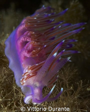Flabellina Affinis by Vittorio Durante 