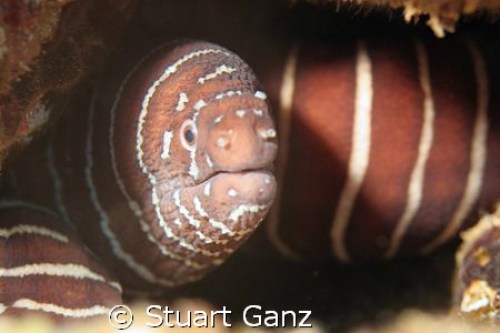 Zebra Moray by Stuart Ganz 