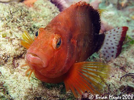 Spottedtail Hawkfish (Cirrhitichthys calliurus) with an e... by Brian Mayes 