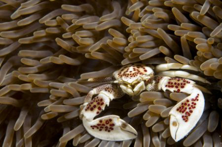 Porcelain crab by Andy Lerner 