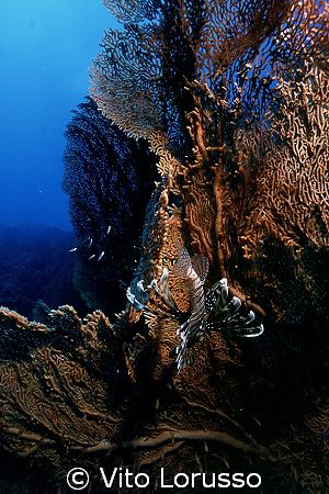 Fishs - Pterois miles by Vito Lorusso 