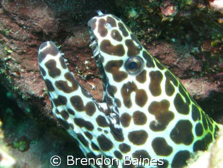 Leopard Moray taken in Mussamdam, Oman. Shot using Canon ... by Brendon Baines 
