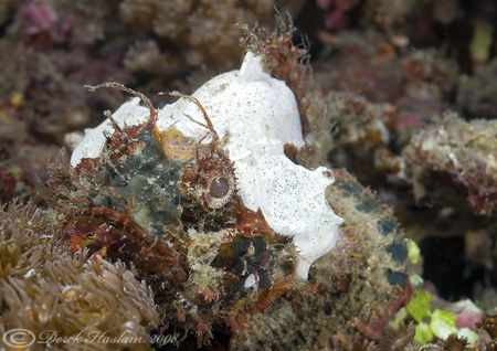 Scorpion fish. Lembeh straits. D200, 60mm. by Derek Haslam 