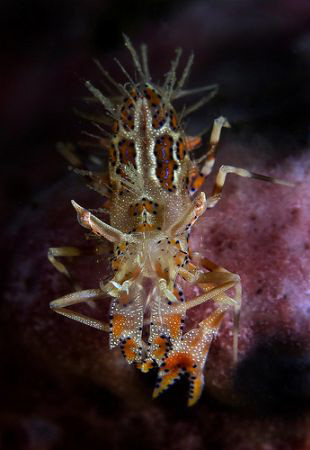 Tiger Shrimp from Lembeh. by John M Akar 