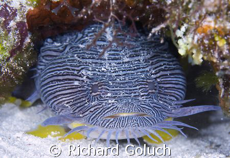 Splendid Toadfish-Cozumel-Canon 5D 100 mm macro by Richard Goluch 