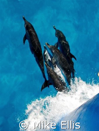 Bow riders ride 4 free......
Spotties hitching a free ri... by Mike Ellis 