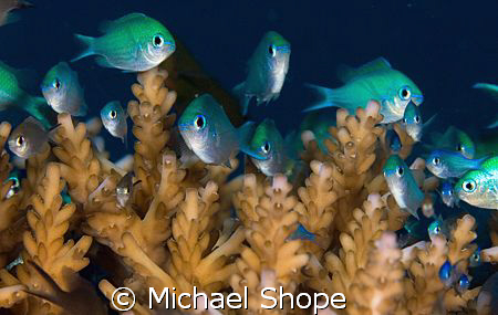 eyes watching you by Michael Shope 